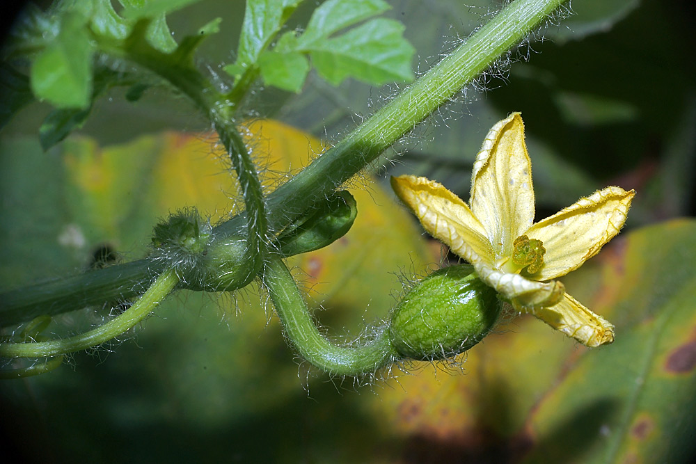 Изображение особи Citrullus lanatus.