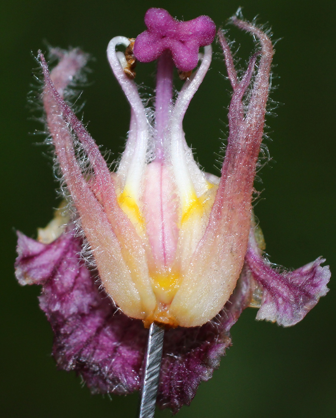 Изображение особи Orobanche pubescens.