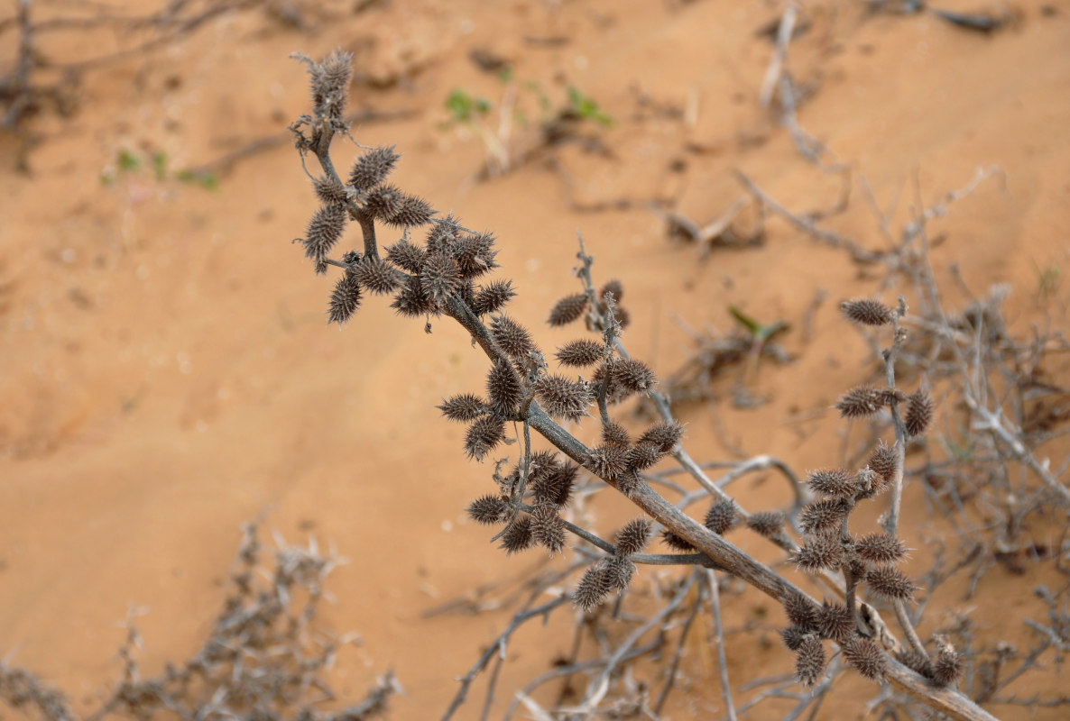 Image of Xanthium orientale specimen.