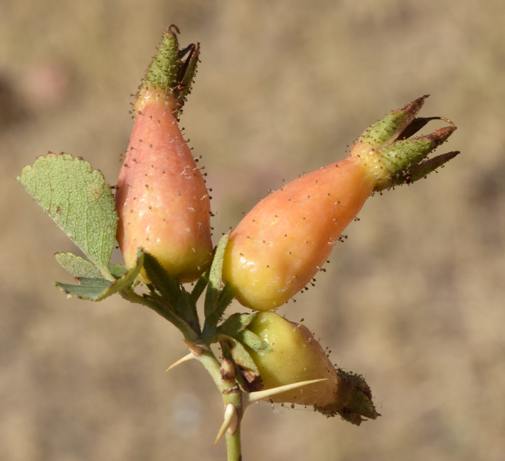 Image of Rosa fedtschenkoana specimen.