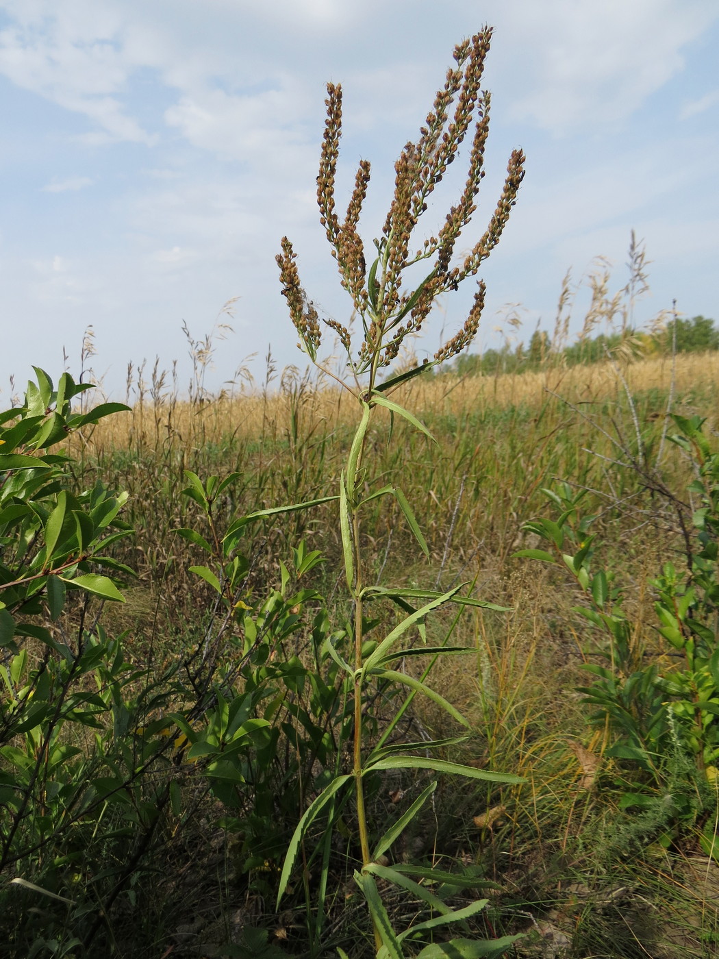 Image of Veronica spuria specimen.