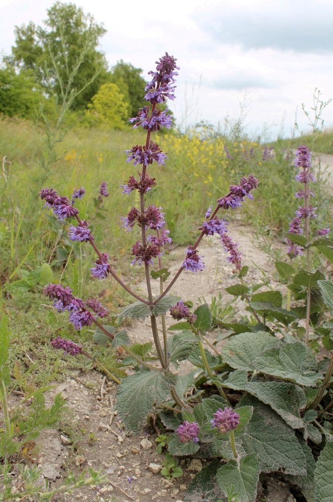 Image of Salvia verticillata specimen.