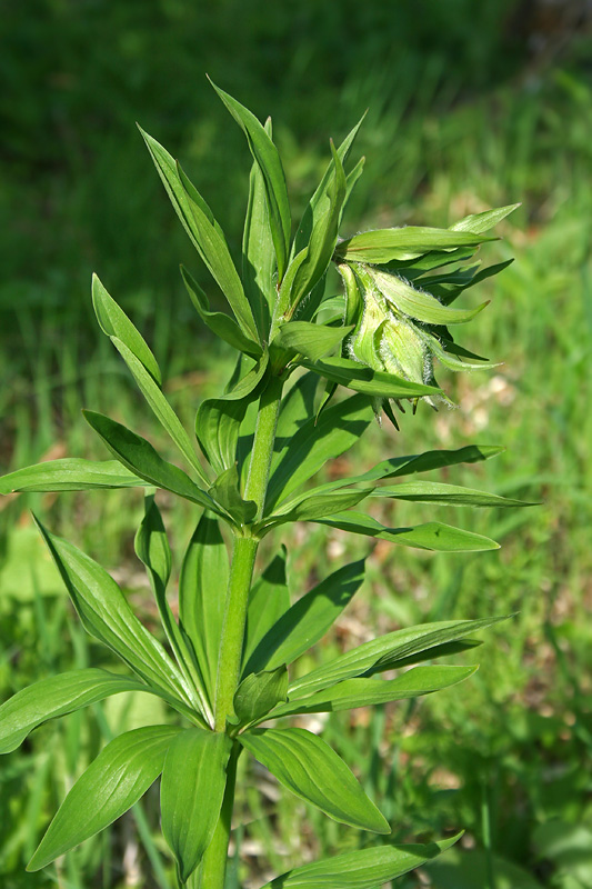 Image of Lilium pilosiusculum specimen.