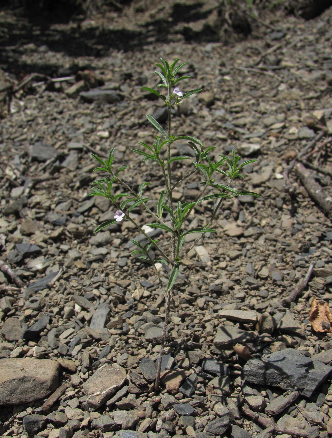 Image of Satureja hortensis specimen.