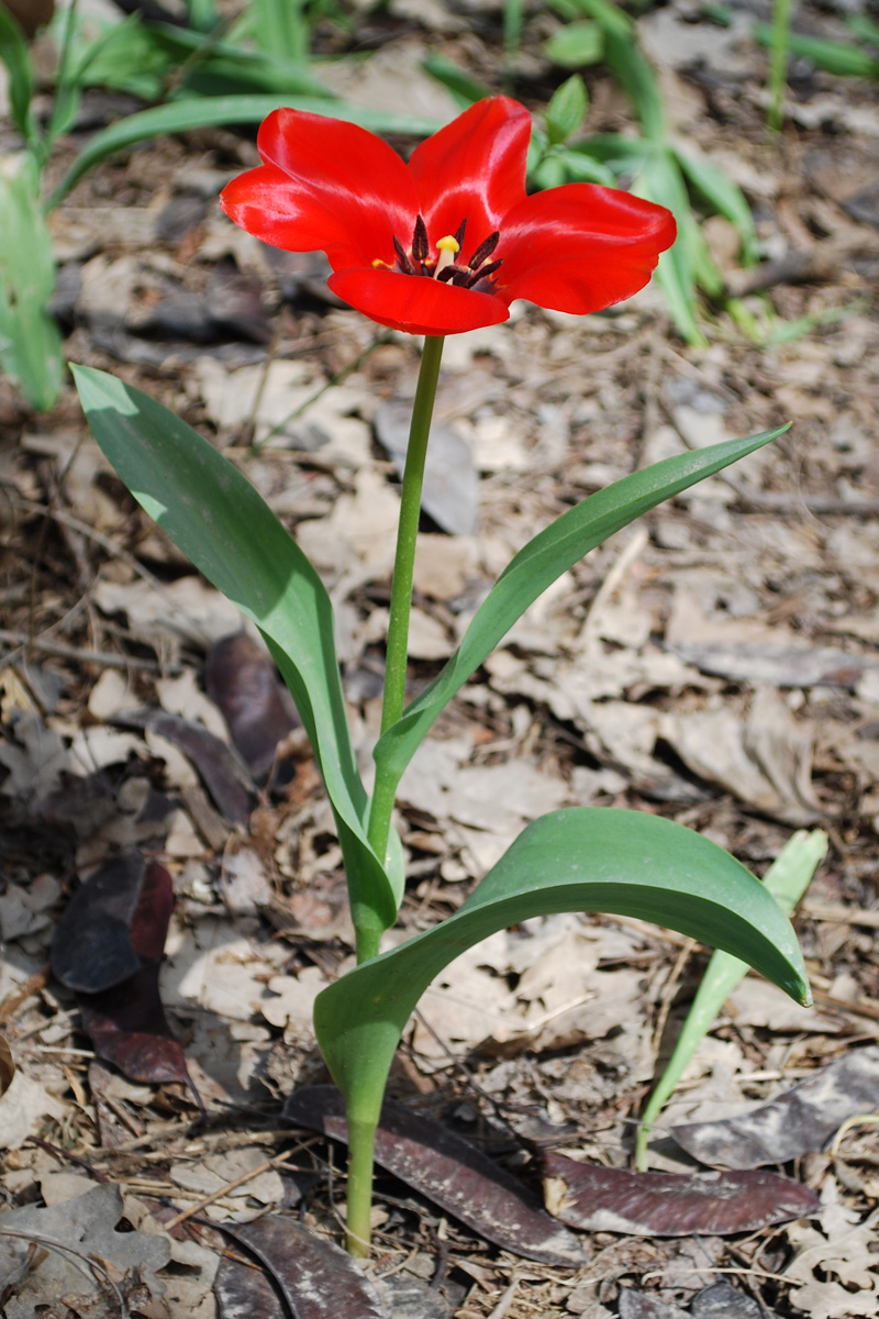 Изображение особи Tulipa fosteriana.