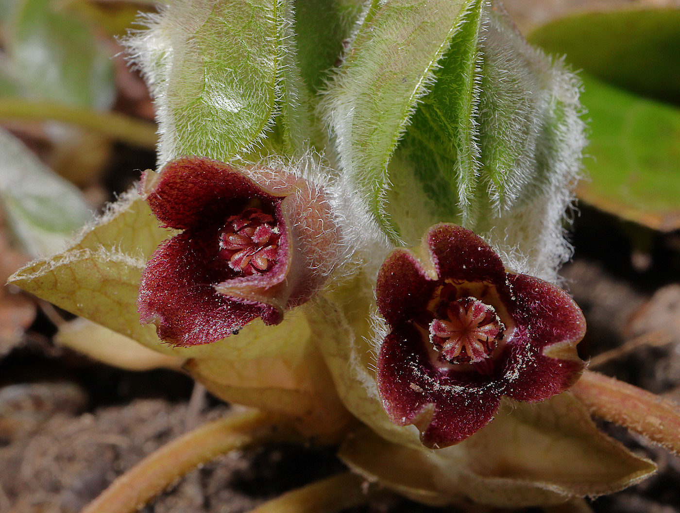 Изображение особи Asarum europaeum.