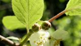 Actinidia kolomikta