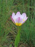 Tulipa saxatilis