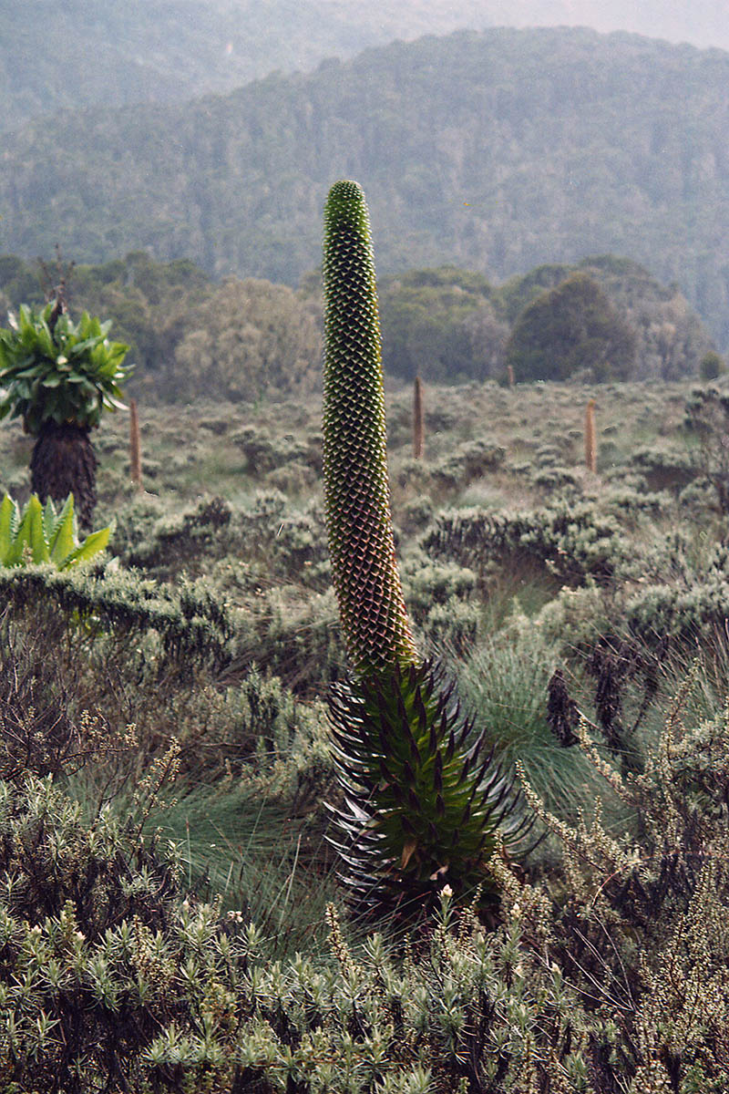 Image of Lobelia bequaertii specimen.