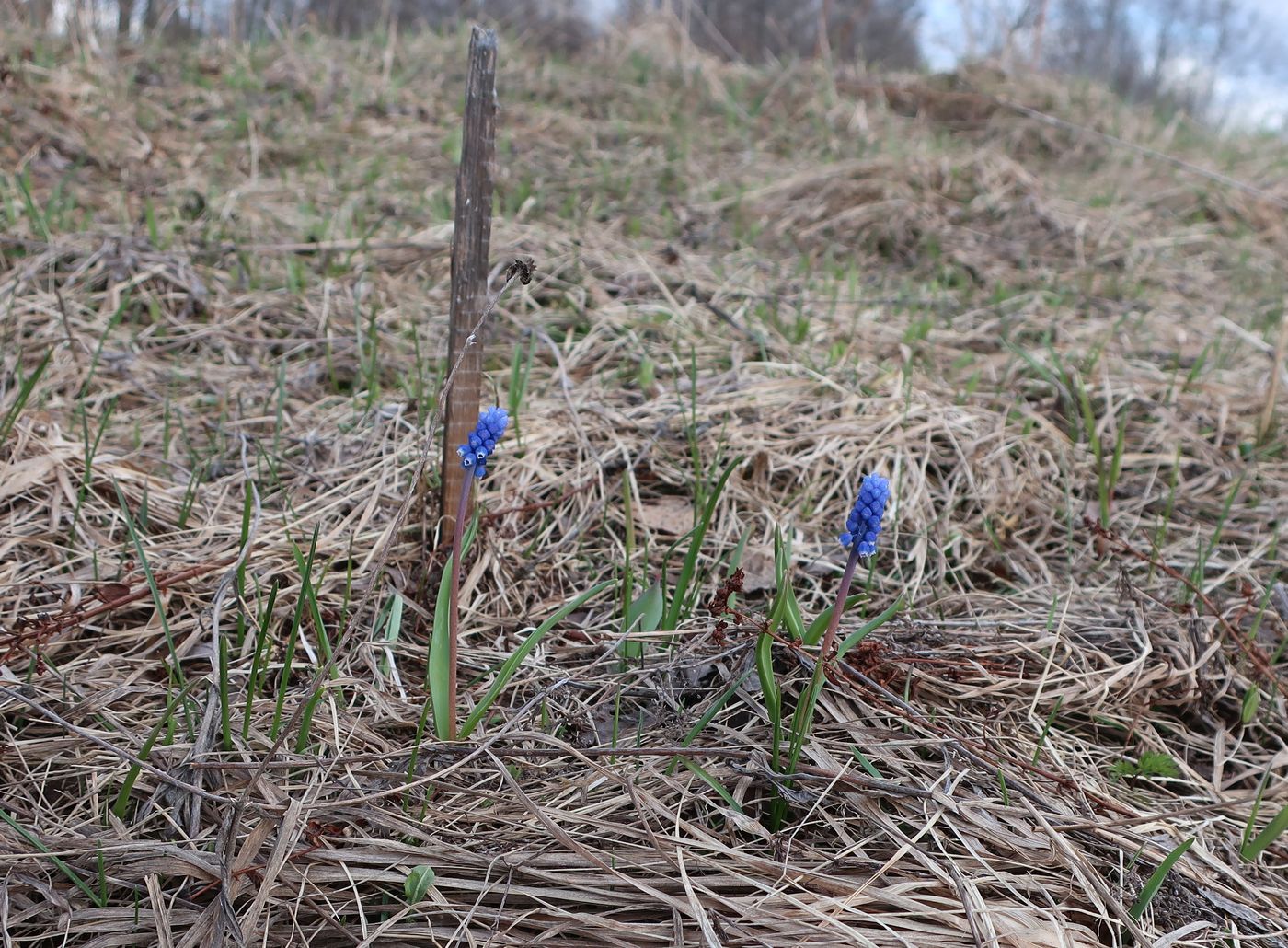 Изображение особи Muscari botryoides.