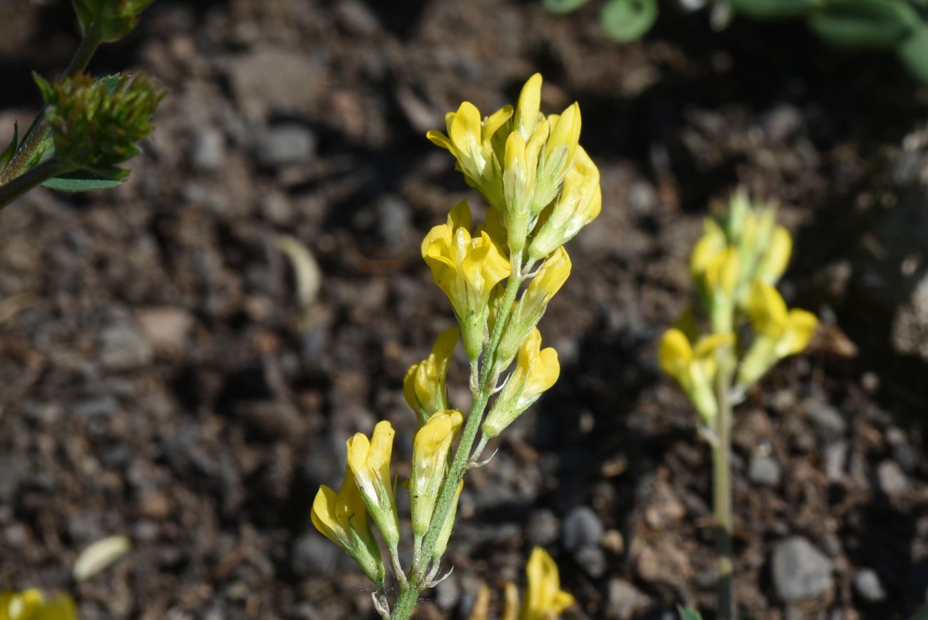 Изображение особи Medicago falcata.