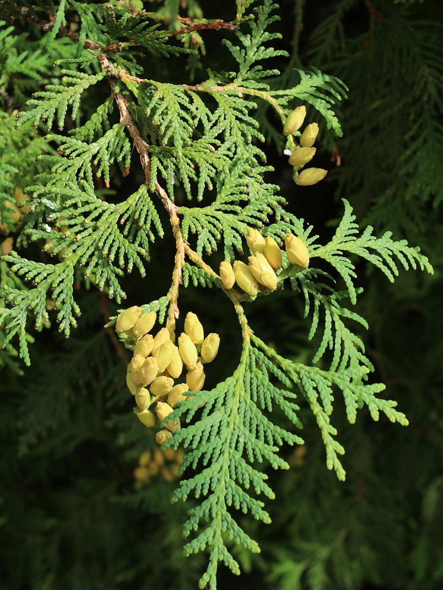 Image of Thuja occidentalis specimen.