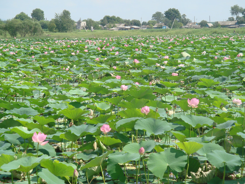 Image of Nelumbo komarovii specimen.