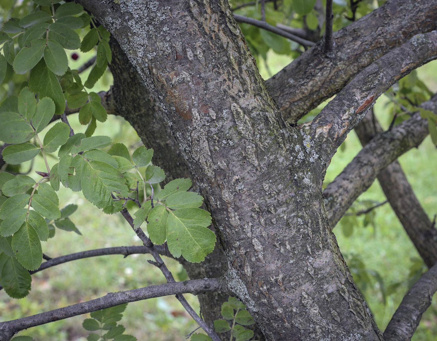 Изображение особи &times; Crataegosorbus miczurinii.