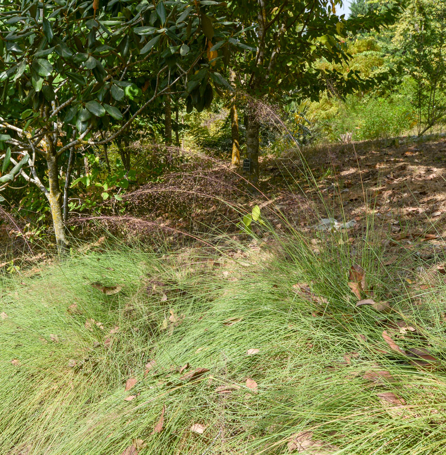 Image of Muhlenbergia ciliata specimen.