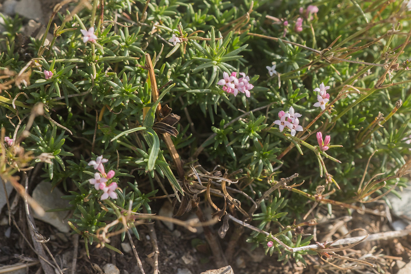 Изображение особи Asperula supina.