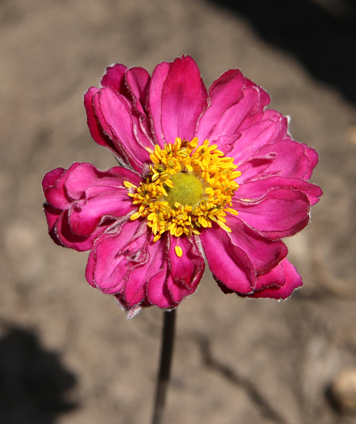 Image of Anemone scabiosa specimen.