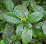 Gardenia jasminoides. Верхушка ветви с завязавшимся плодом. Абхазия, г. Сухум, Сухумский ботанический сад. 25.09.2022.