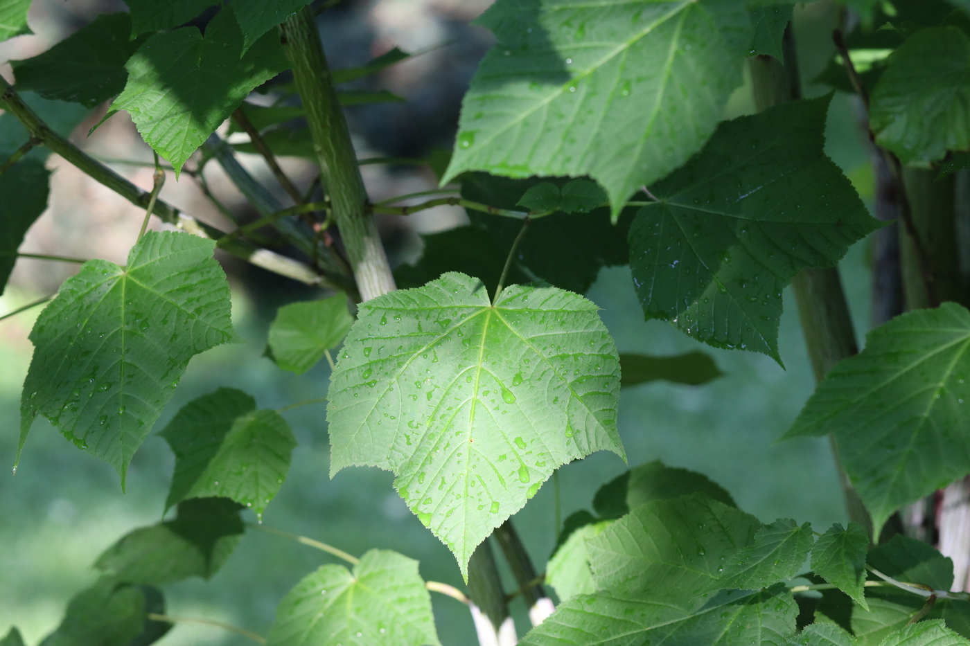 Image of Acer tegmentosum specimen.