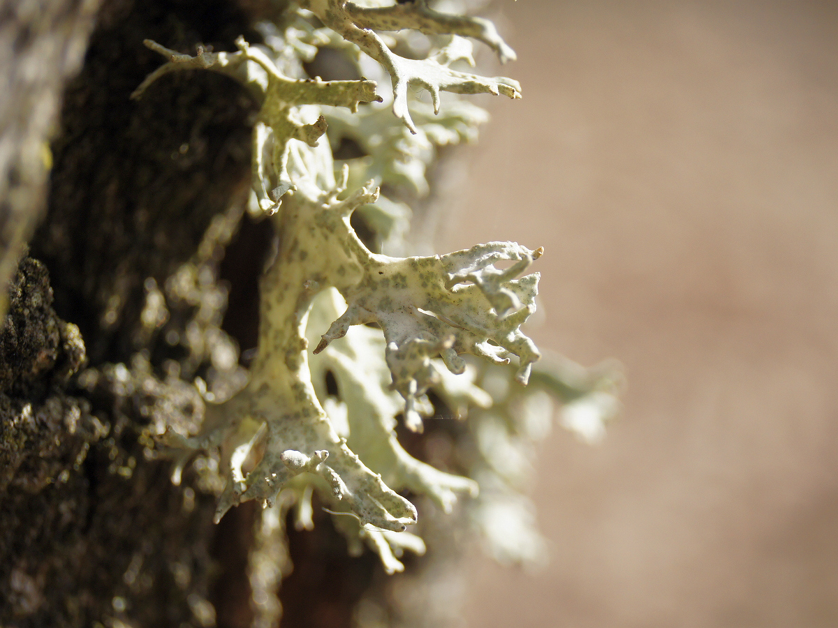 Изображение особи Evernia prunastri.