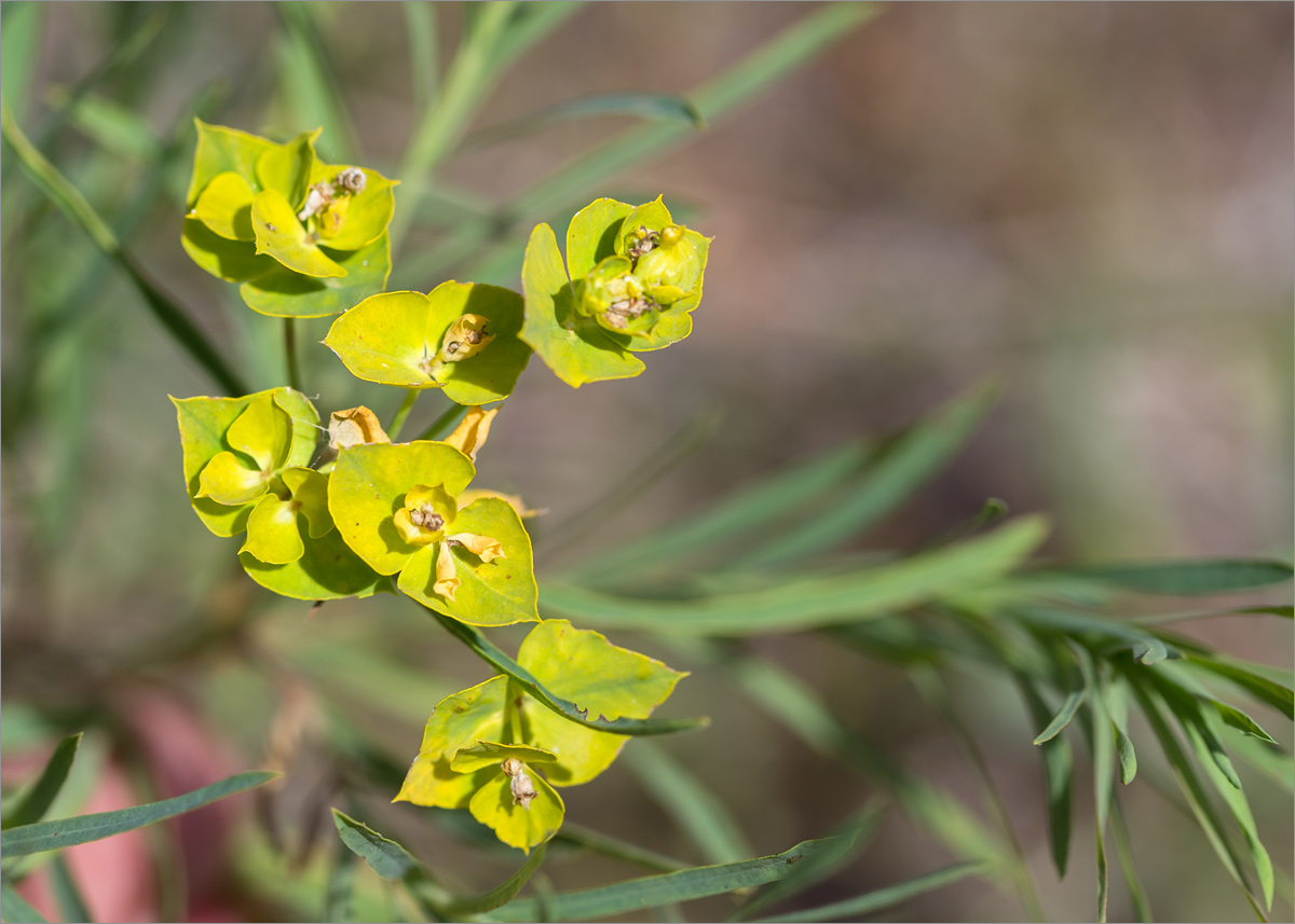 Изображение особи род Euphorbia.