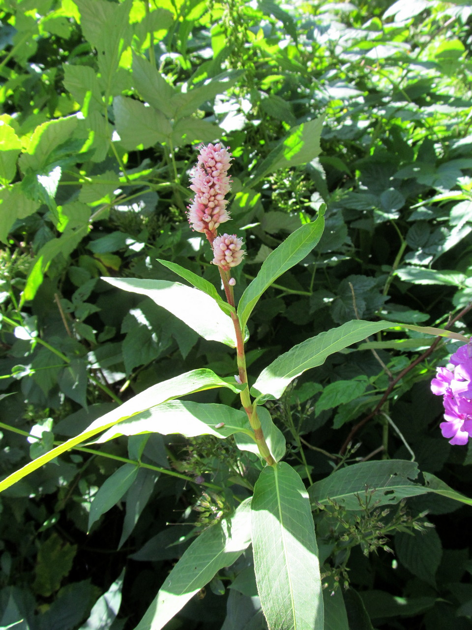 Изображение особи Persicaria amphibia.