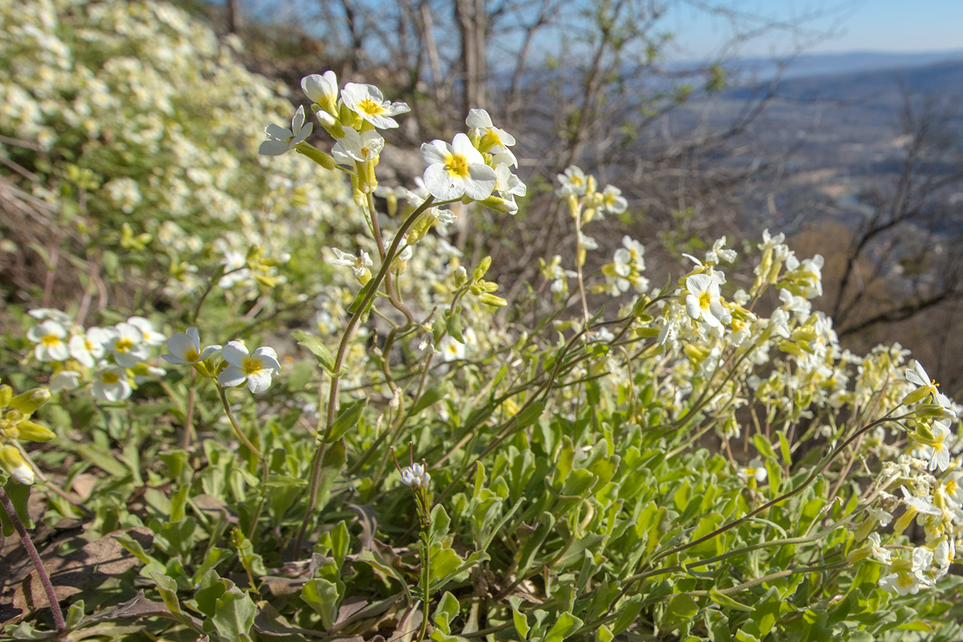 Изображение особи Arabis caucasica.