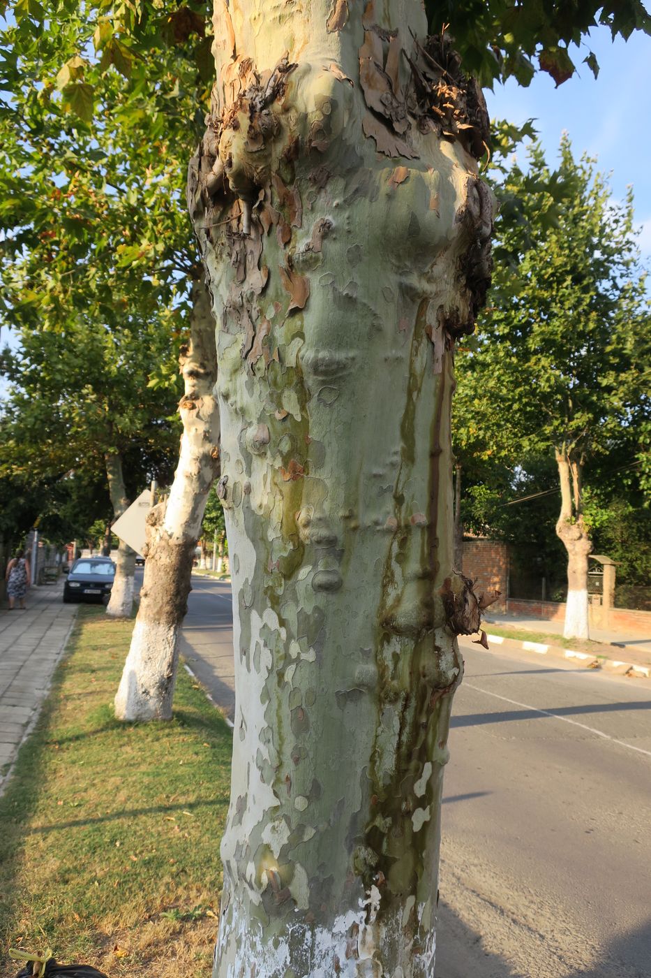 Изображение особи Platanus orientalis.