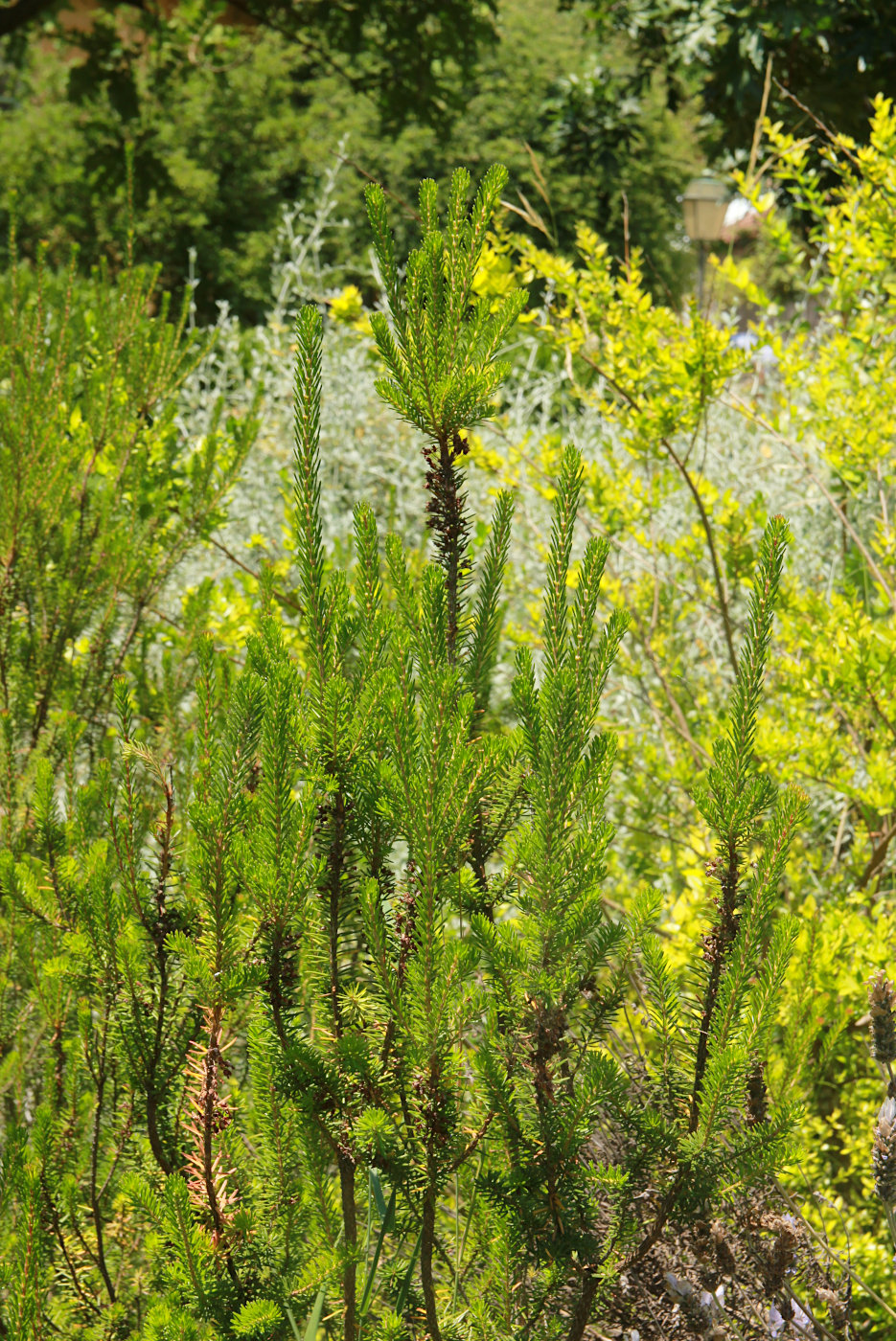 Image of Erica multiflora specimen.