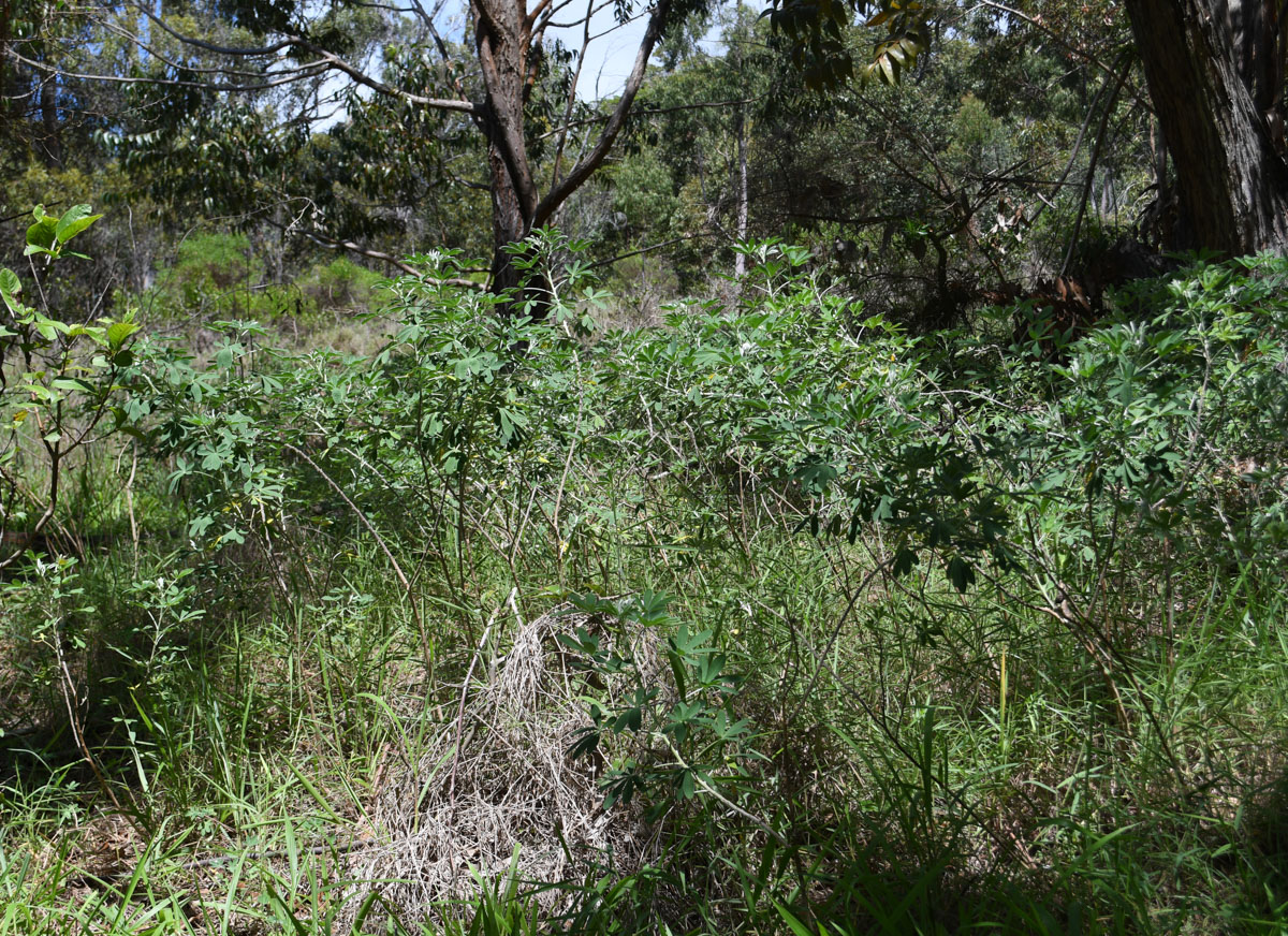 Image of Crotalaria grahamiana specimen.