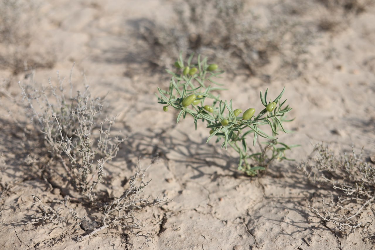 Image of genus Zygophyllum specimen.