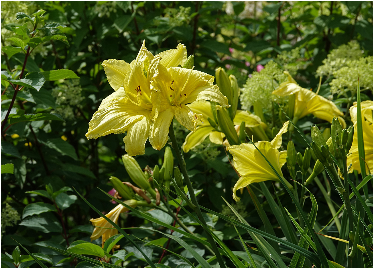 Image of Hemerocallis &times; hybrida specimen.