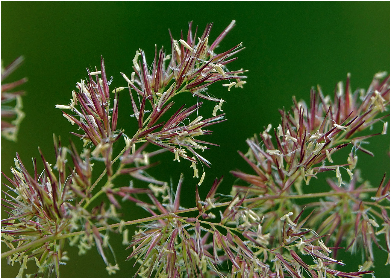 Изображение особи Calamagrostis epigeios.