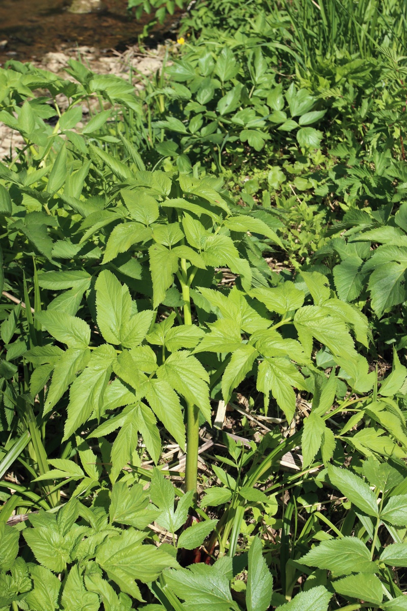 Image of Archangelica officinalis specimen.