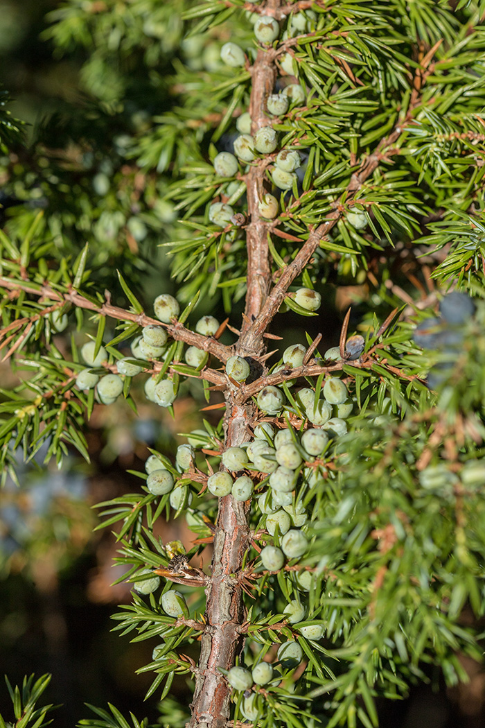 Image of Juniperus communis specimen.