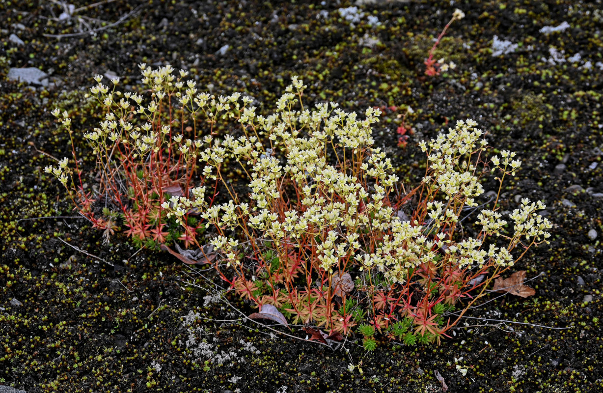 Изображение особи Saxifraga spinulosa.