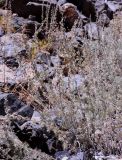 Artemisia rutifolia