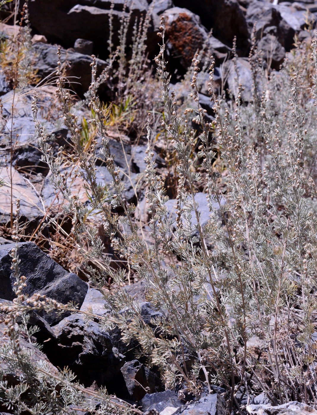 Image of Artemisia rutifolia specimen.