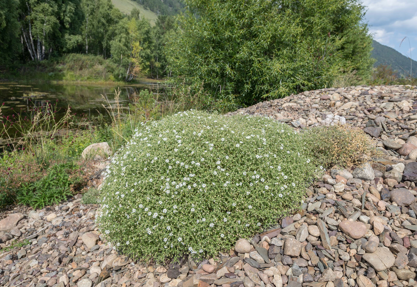 Изображение особи Stellaria dichotoma.