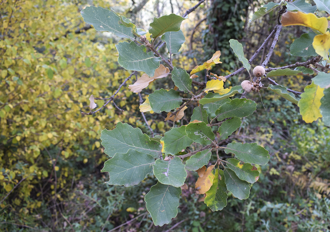 Изображение особи род Quercus.