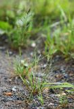 Смотреть изображение Puccinellia distans