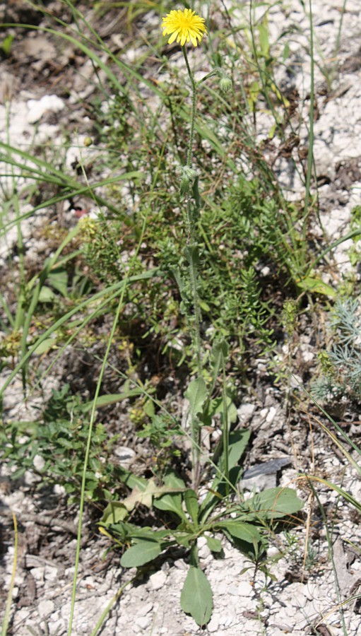 Image of Crepis rhoeadifolia specimen.