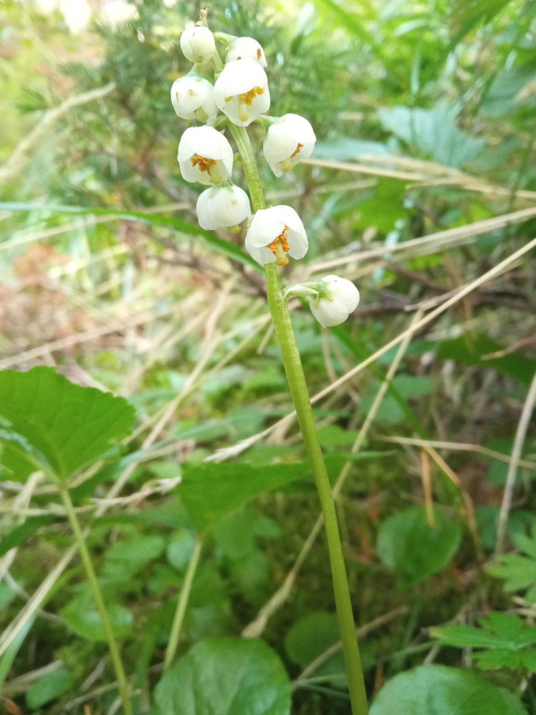 Image of Pyrola media specimen.