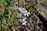 Geranium krylovii. Верхушка побега с соцветием. Красноярский край, Шушенский р-н, национальный парк \"Шушенский Бор\", ≈ 1000 м н.у.м., осыпающийся участок склона. 11.06.2022.