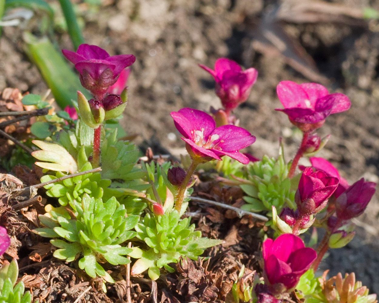 Image of Saxifraga &times; arendsii specimen.