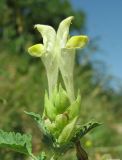 Scutellaria polyodon. Соцветие. Ставропольский край, окр. Пятигорска, вост. склон г. Бештау. 13.08.2010.