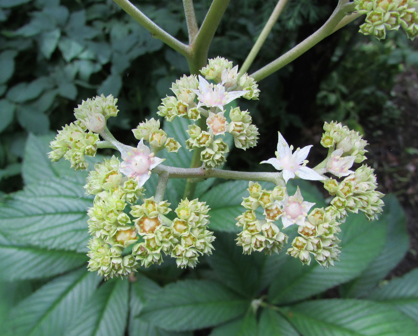 Image of Rodgersia pinnata specimen.