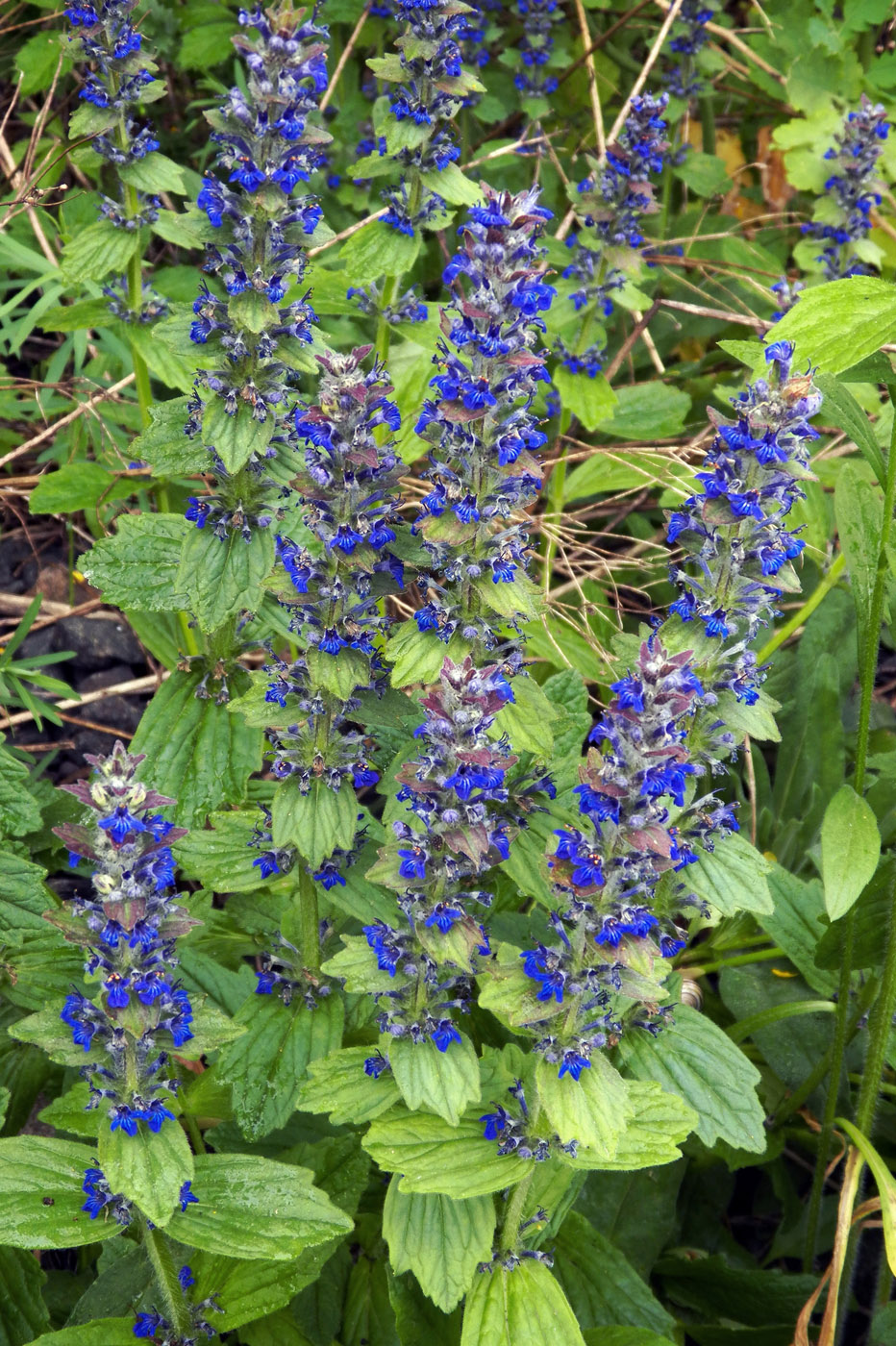 Image of Ajuga genevensis specimen.