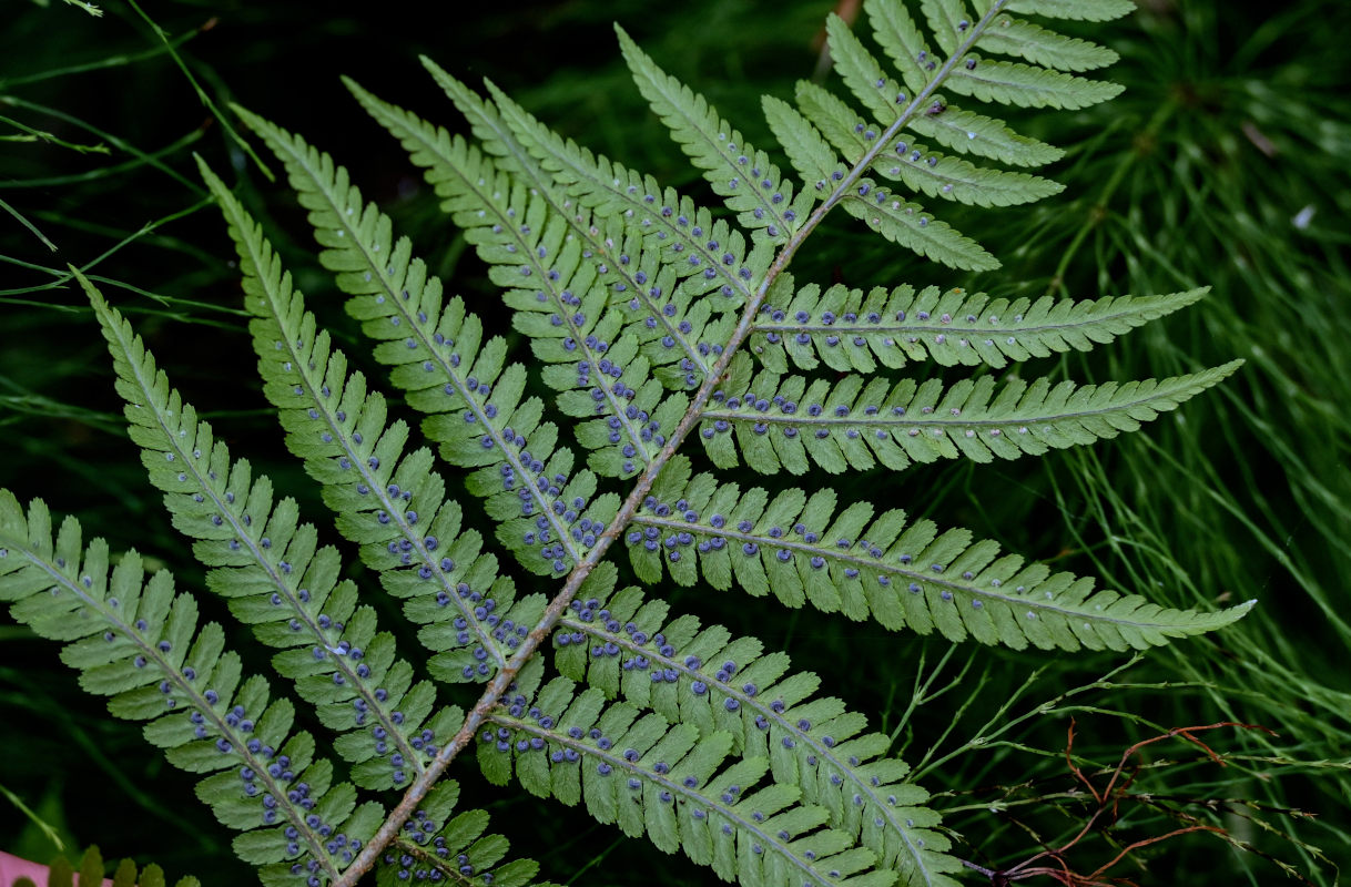 Image of Dryopteris filix-mas specimen.