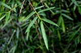 Phyllostachys pubescens. Побег. Китай, Гуанси-Чжуанский автономный р-н, окр. дер. Фэнлоу, бамбуковая роща. 02.06.2024.